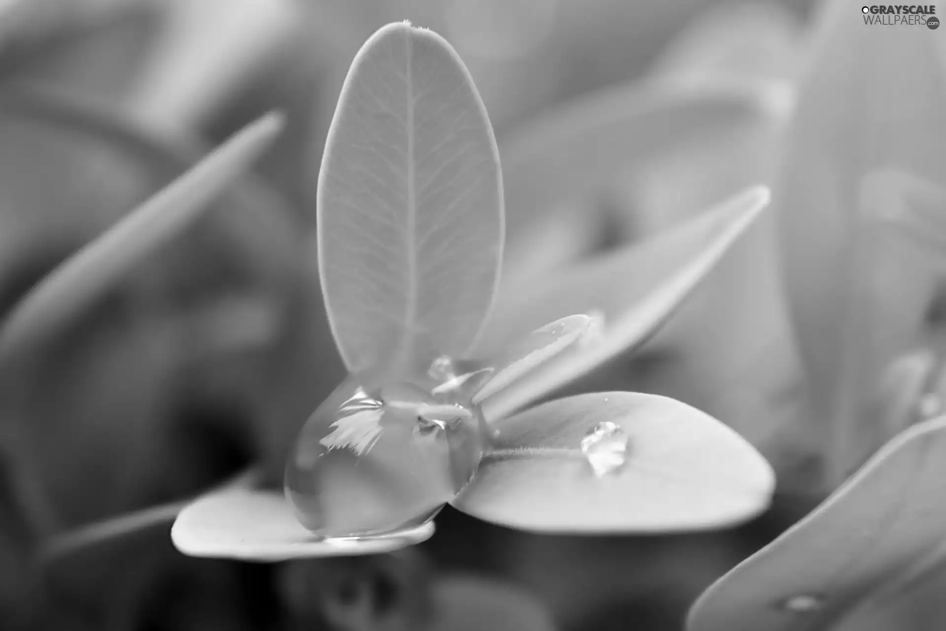 leaves, droplet