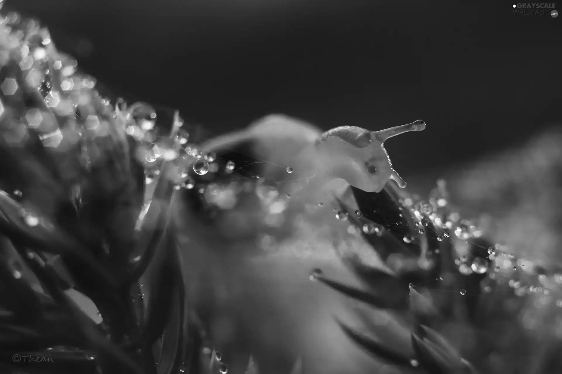 droplets, snail, Bokeh