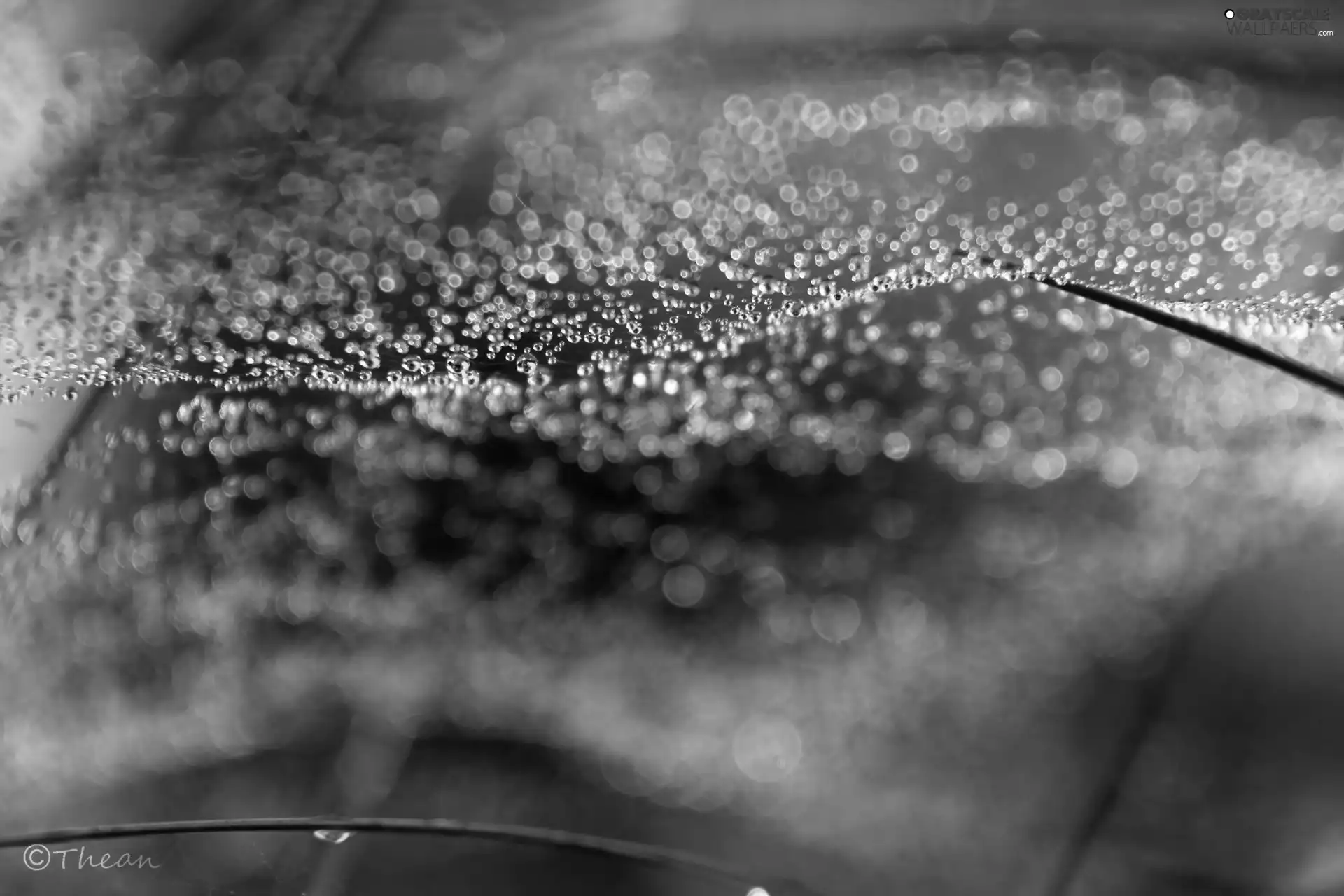 droplets, Web, color