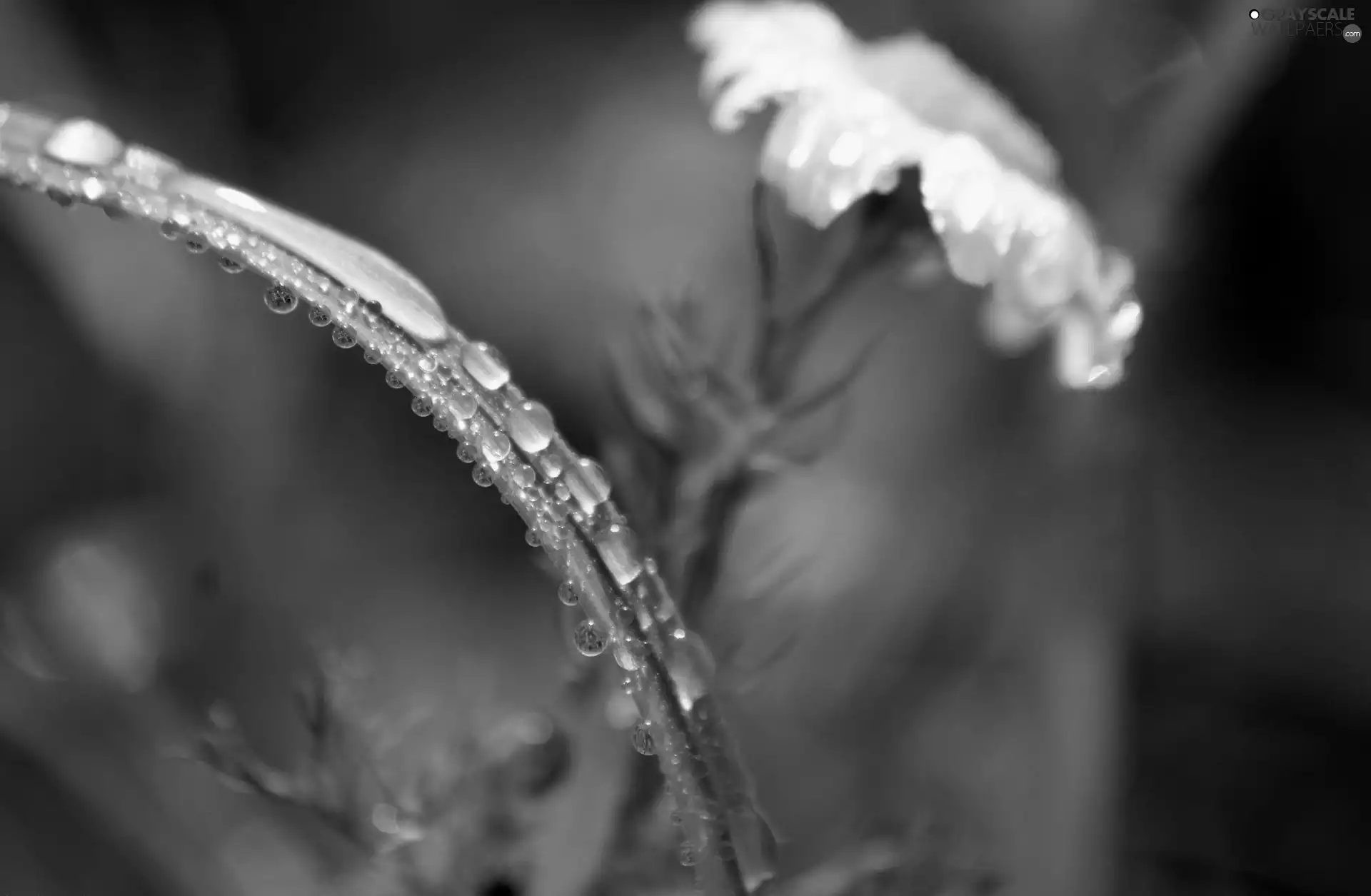 daisy, droplets