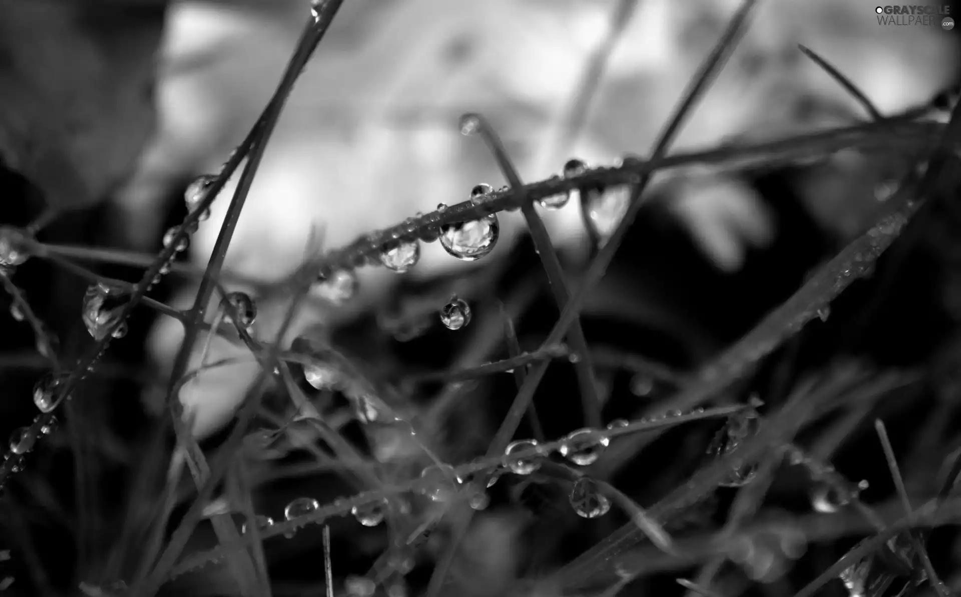 grass, droplets
