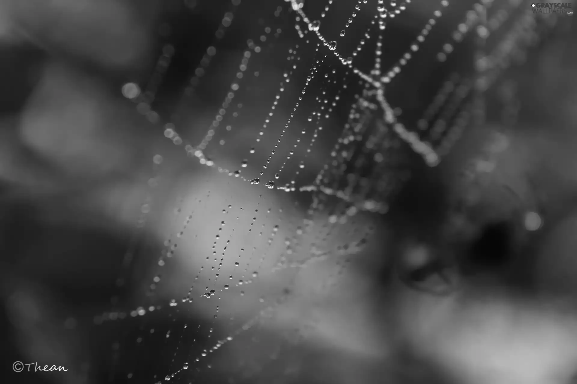 droplets, Web, net