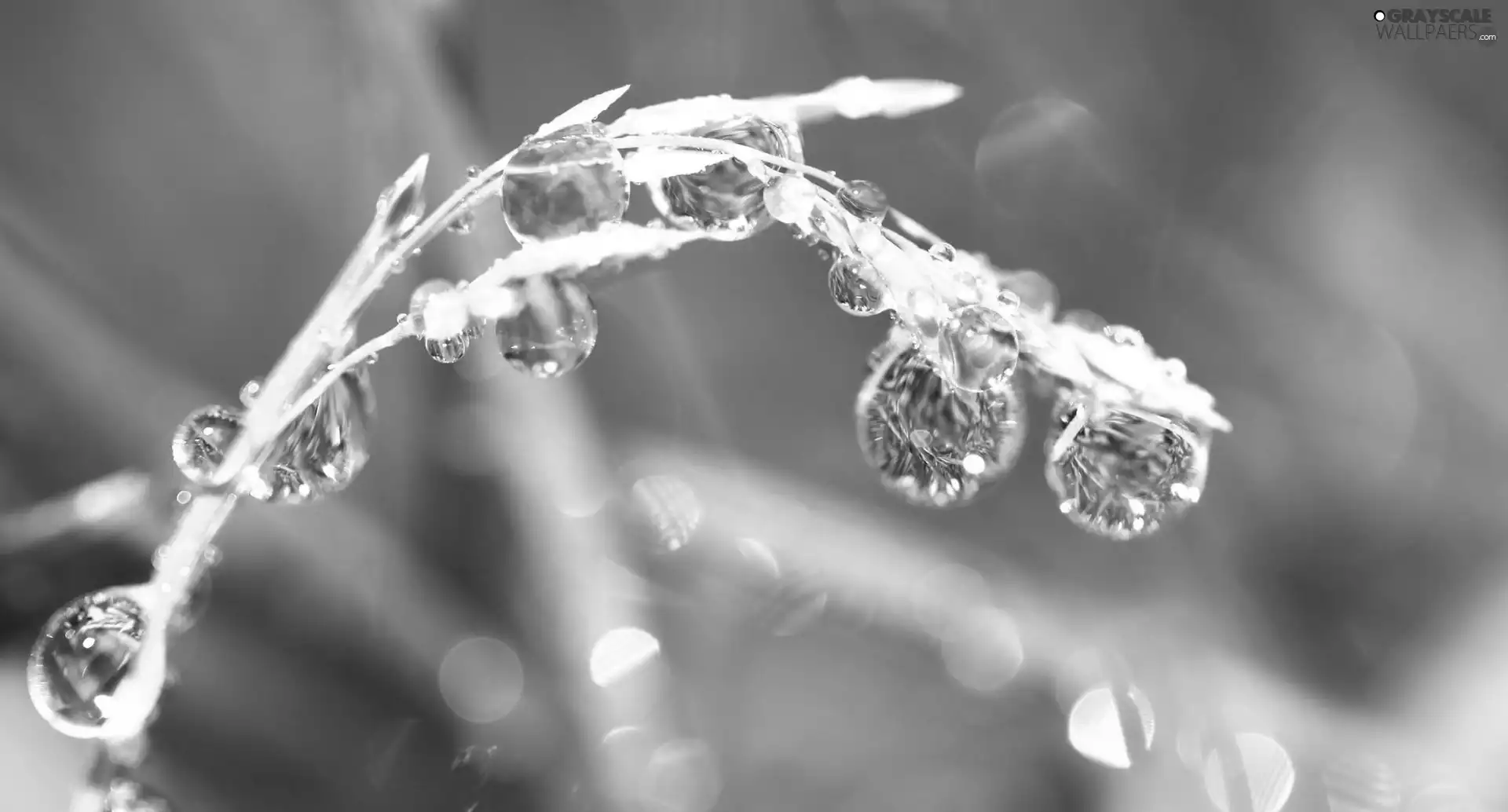 plant, droplets