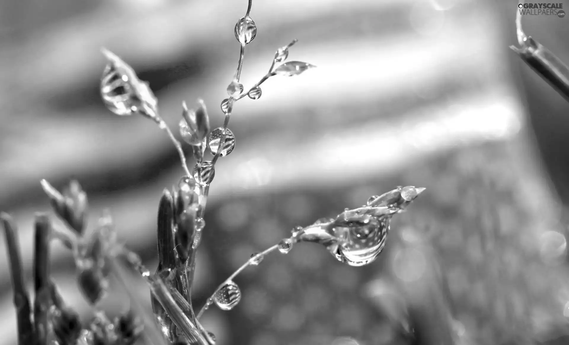plant, droplets