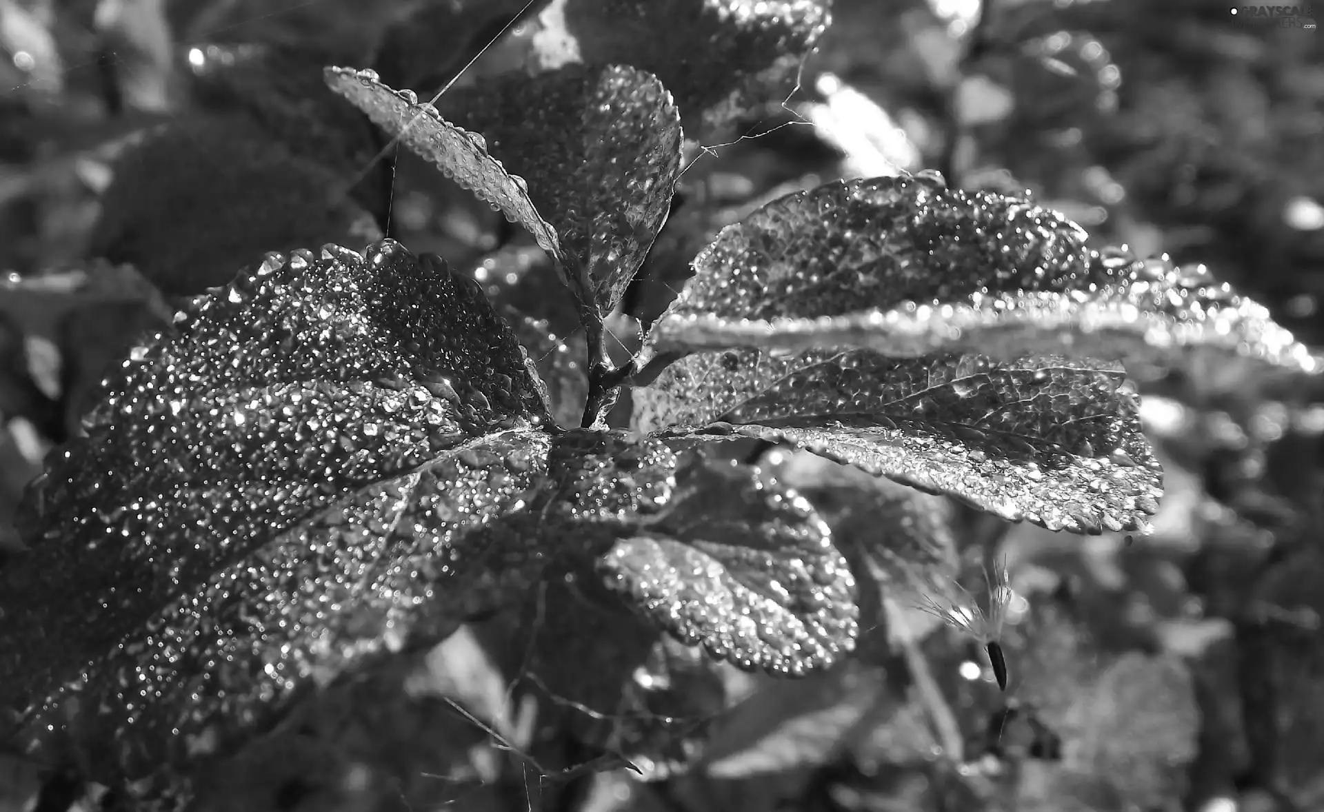 droplets, Rosy, Leaf, shimmering, Red