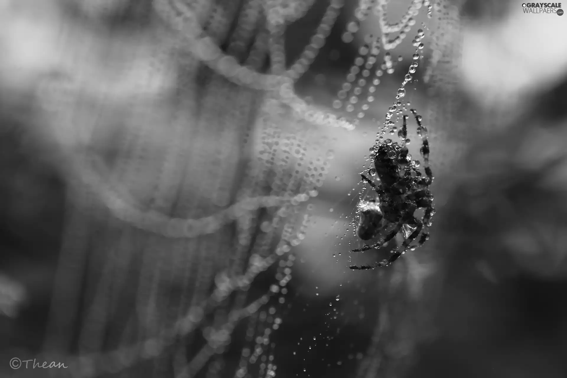 Spider, Web, droplets, net