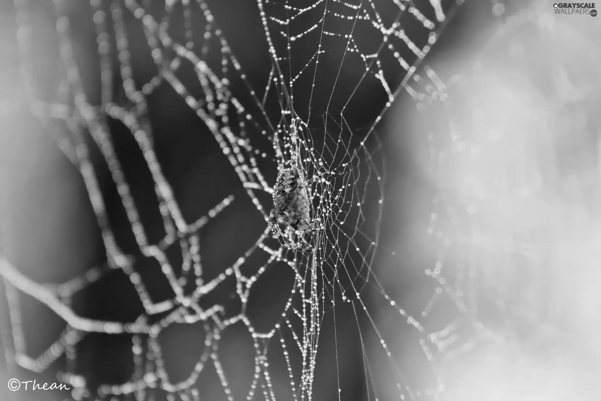 Spider, Web, droplets, net