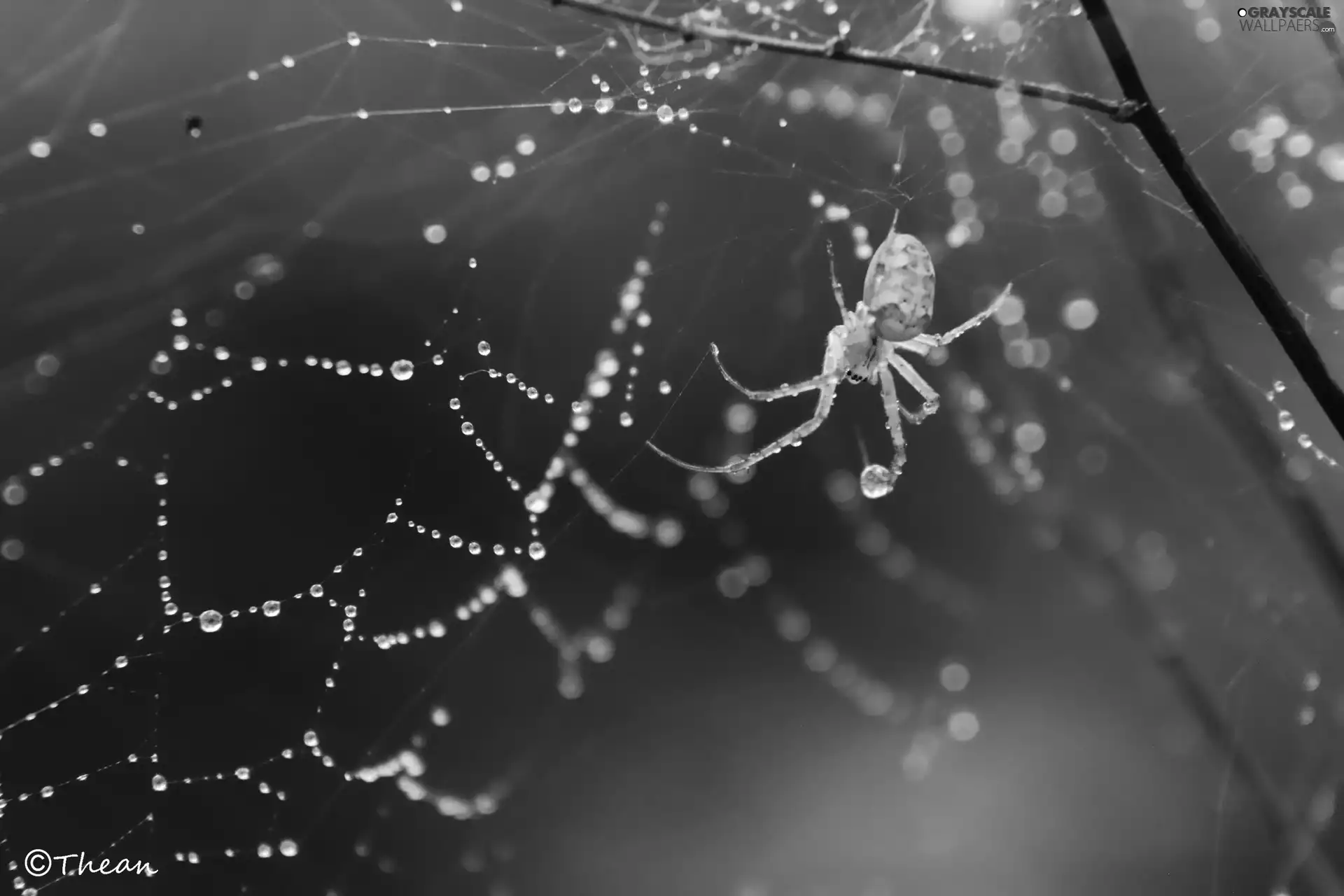 Spider, Web, droplets, net