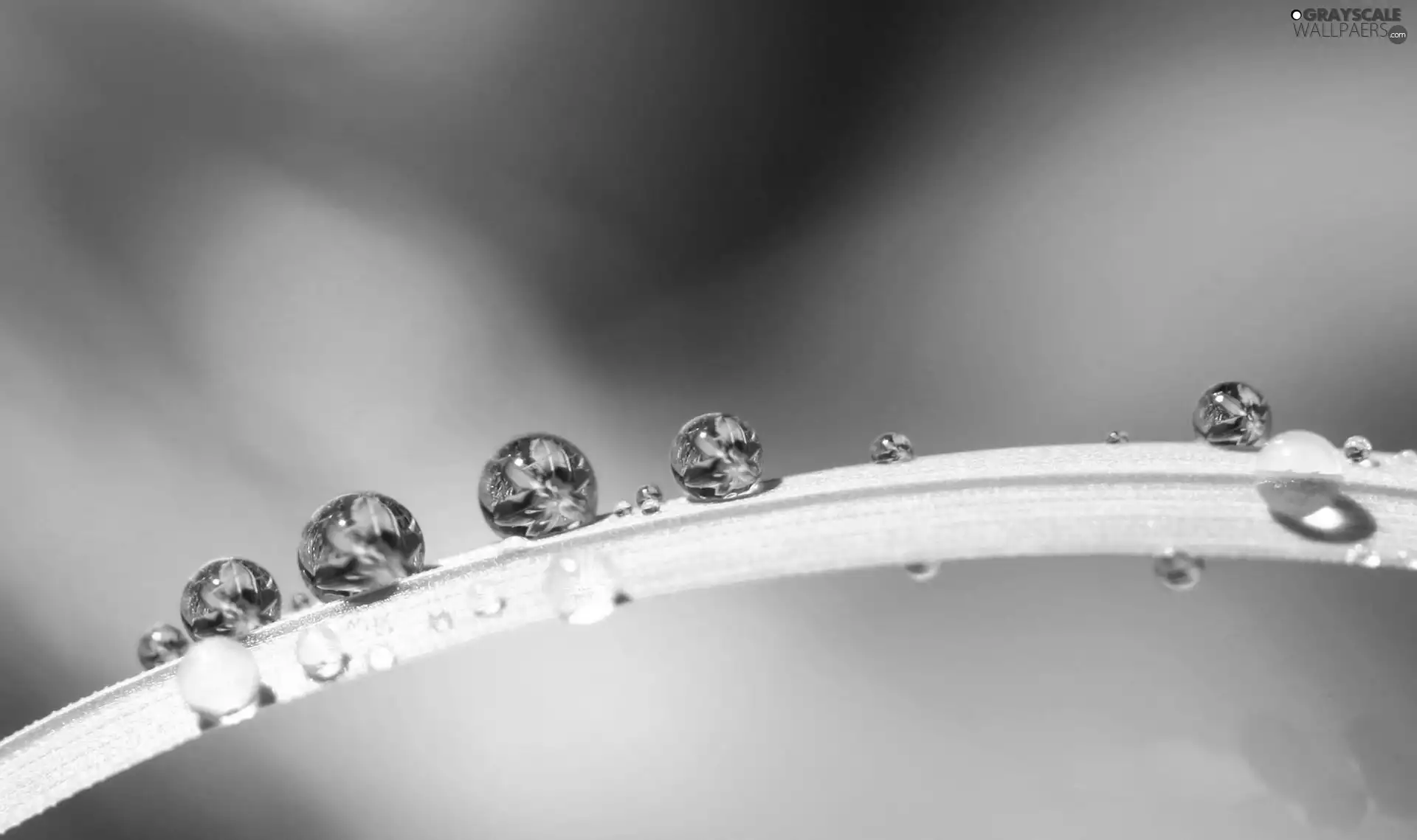 stalk, droplets