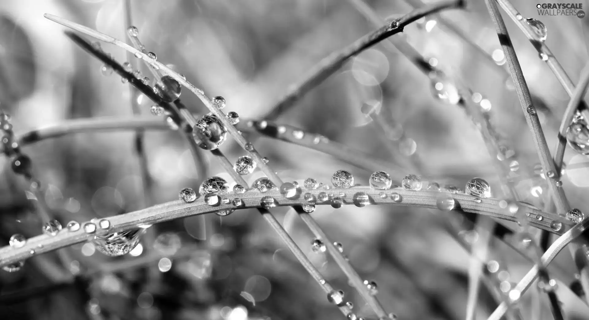 stems, droplets