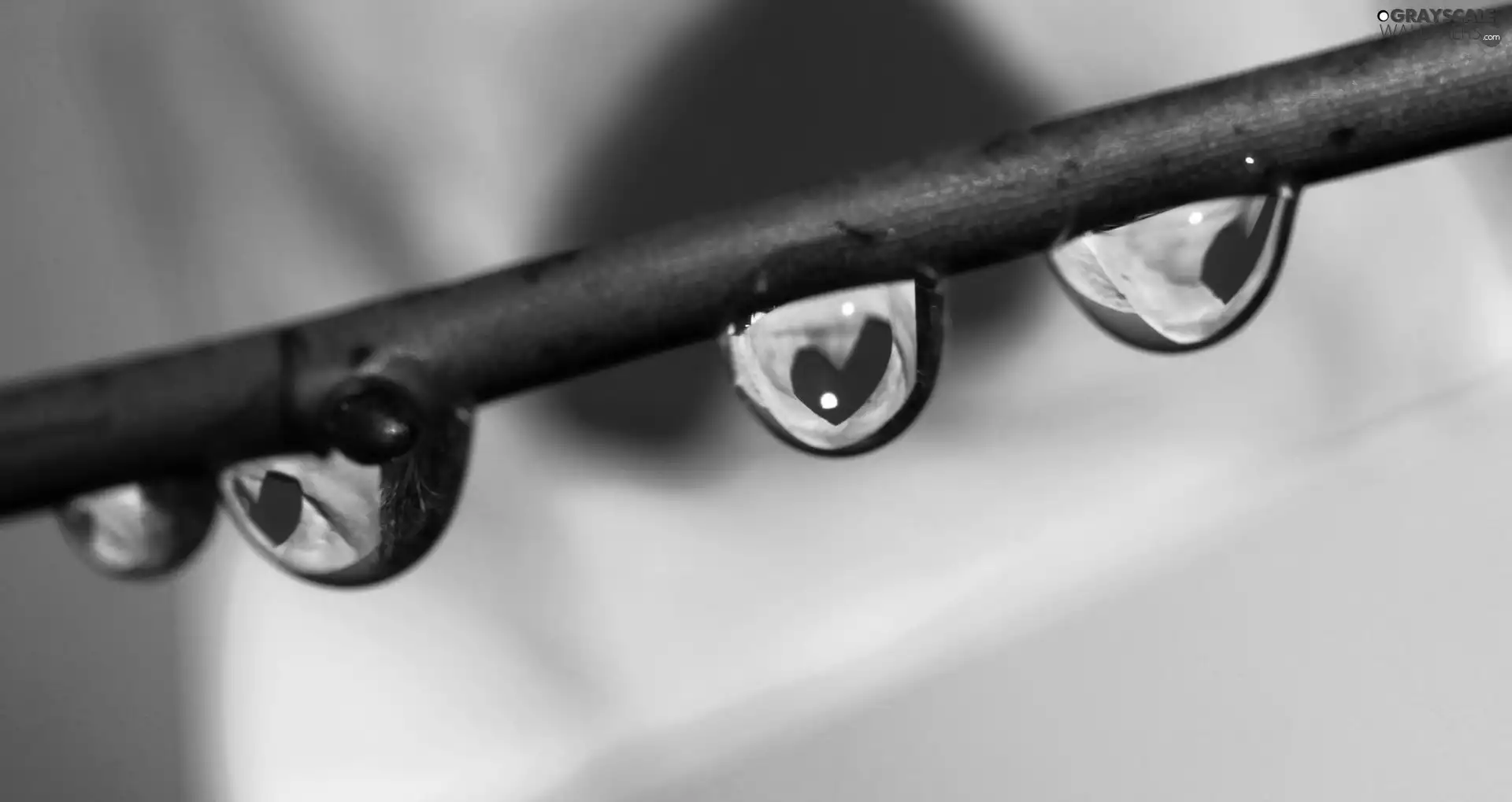 twig, droplets
