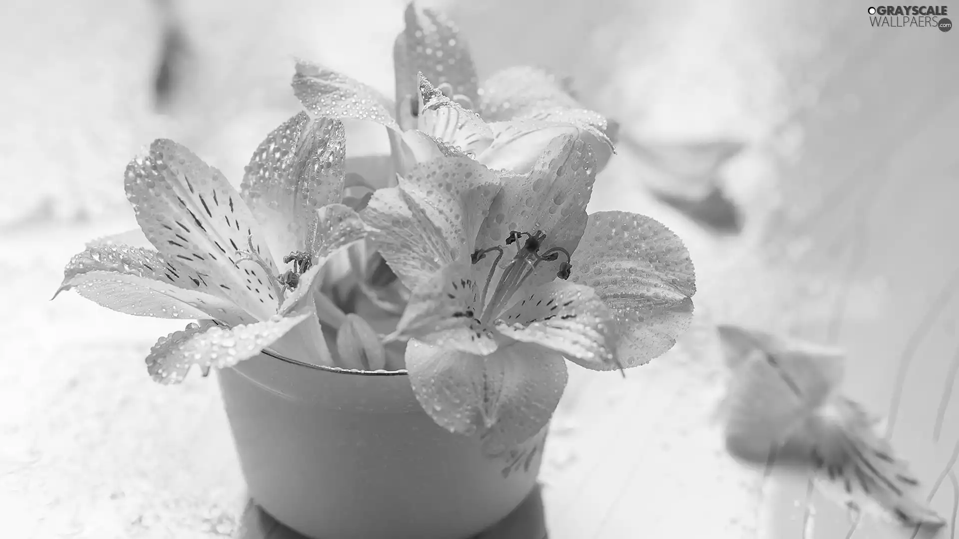 drops, Flowers, Alstroemeria