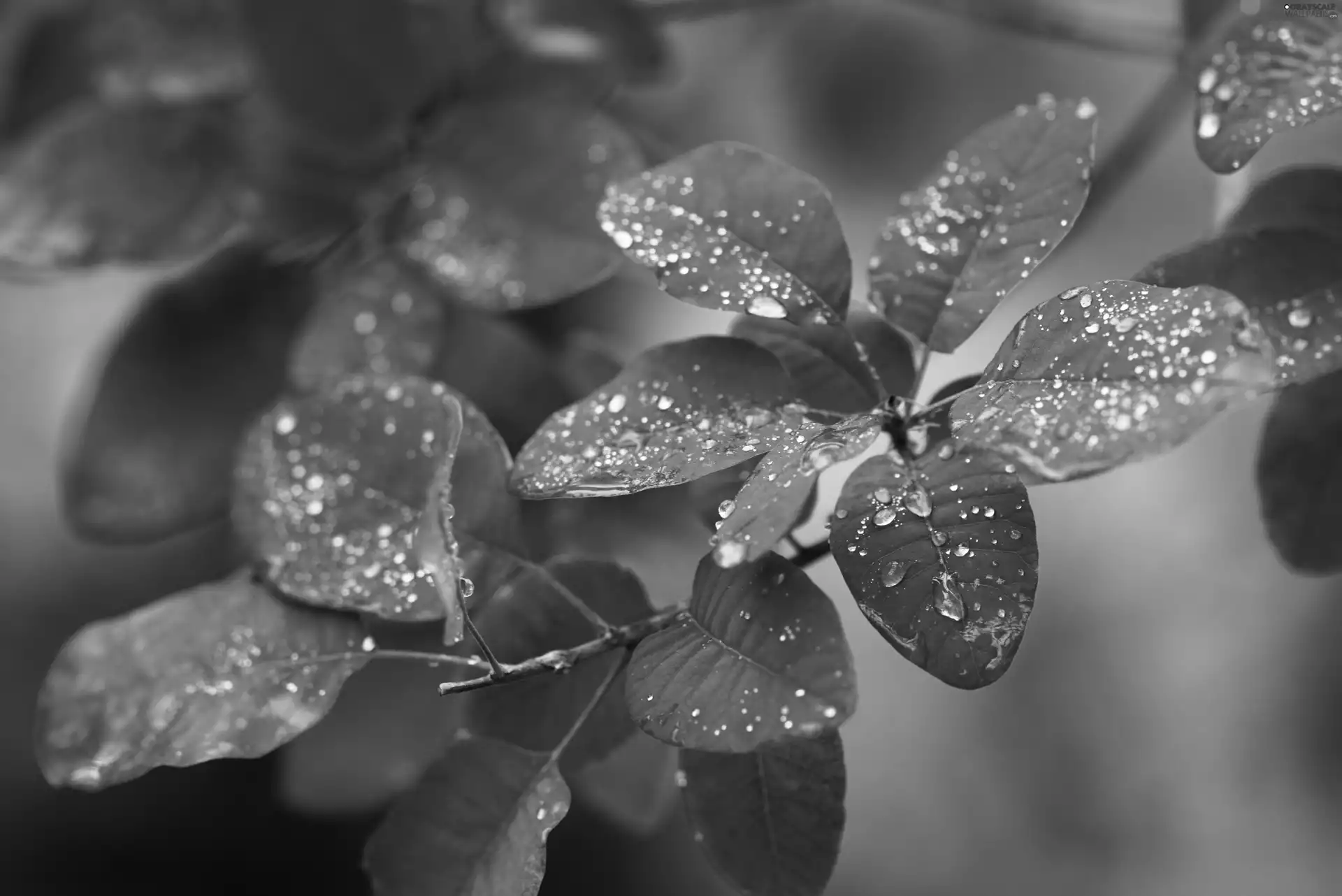 drops, autumn, Leaf, barberry, Red