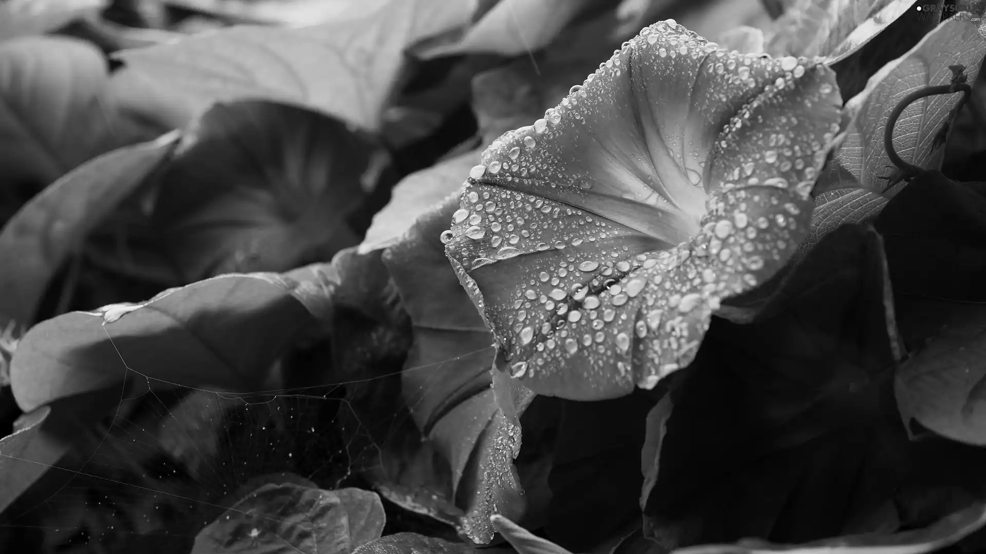 drops, blue, bindweed