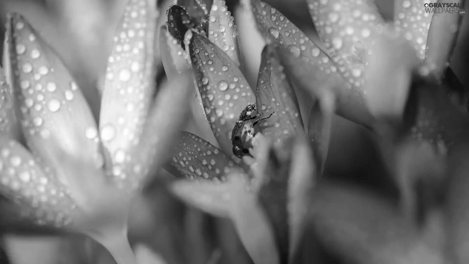 drops, blur, purple, colchicums, ladybird