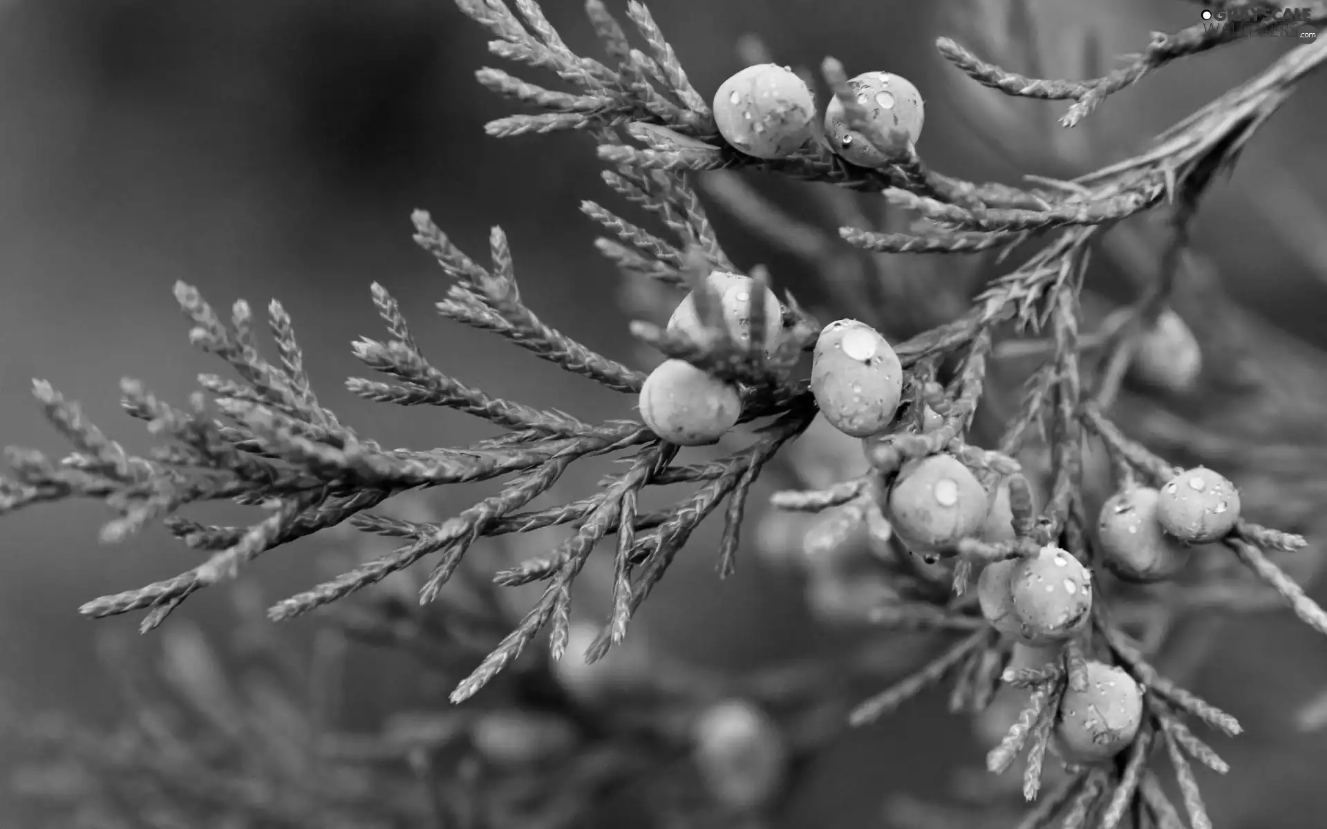 branch, Fruits, drops, Juniper