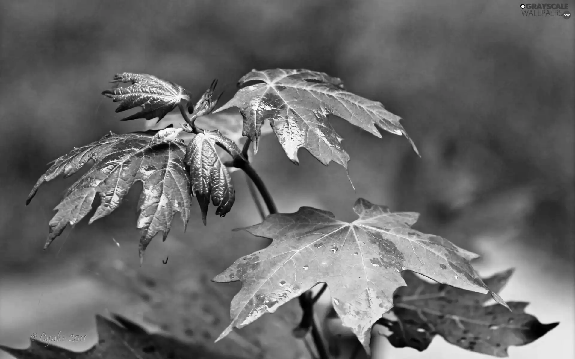 branch, Leaf, drops, Autumn