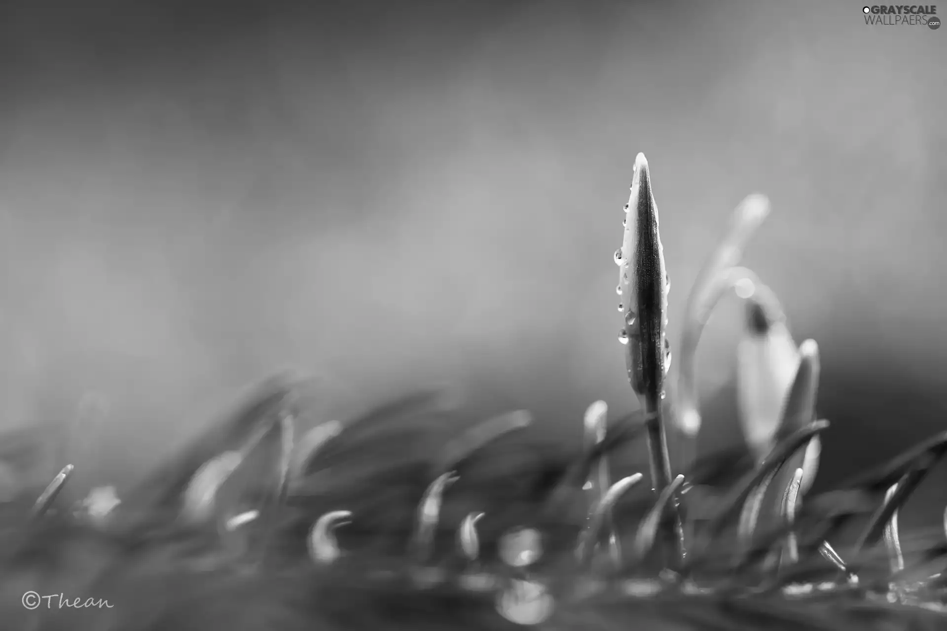 drops, Snowdrop, bud