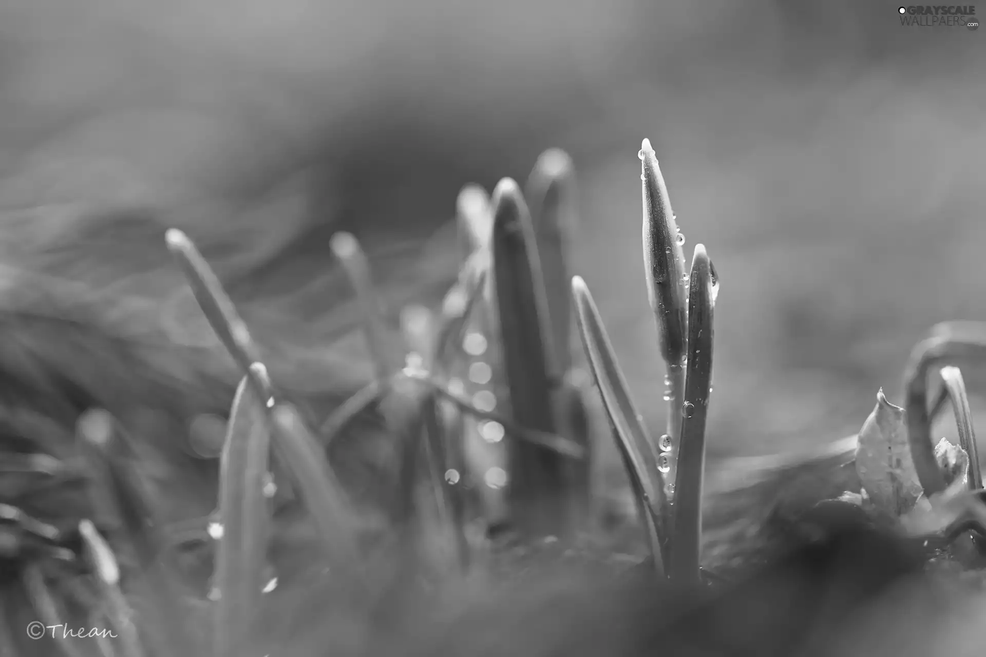 drops, snowdrops, Buds