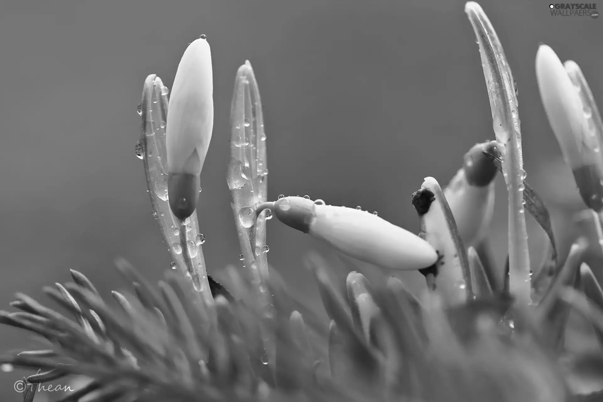 drops, snowdrops, Buds