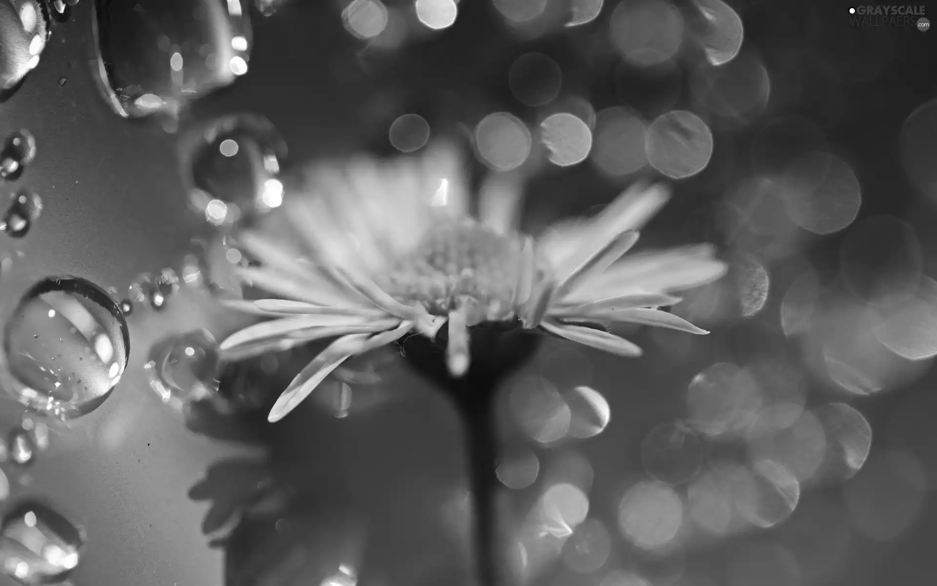 daisy, drops