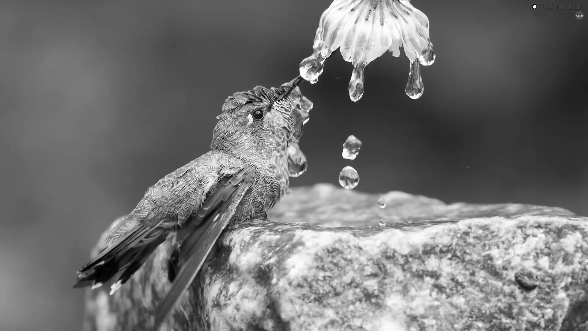humming-bird, water, drops, Colourfull Flowers