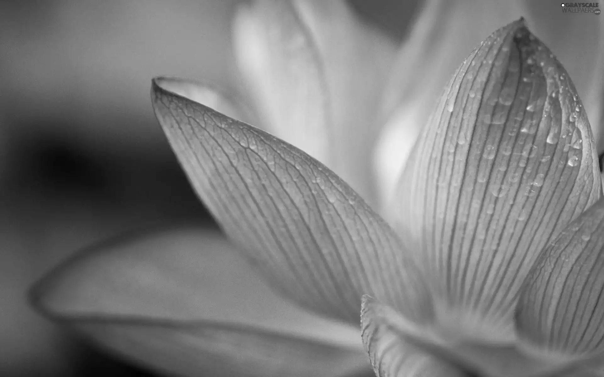 drops, water, Colourfull Flowers, flakes, Pink