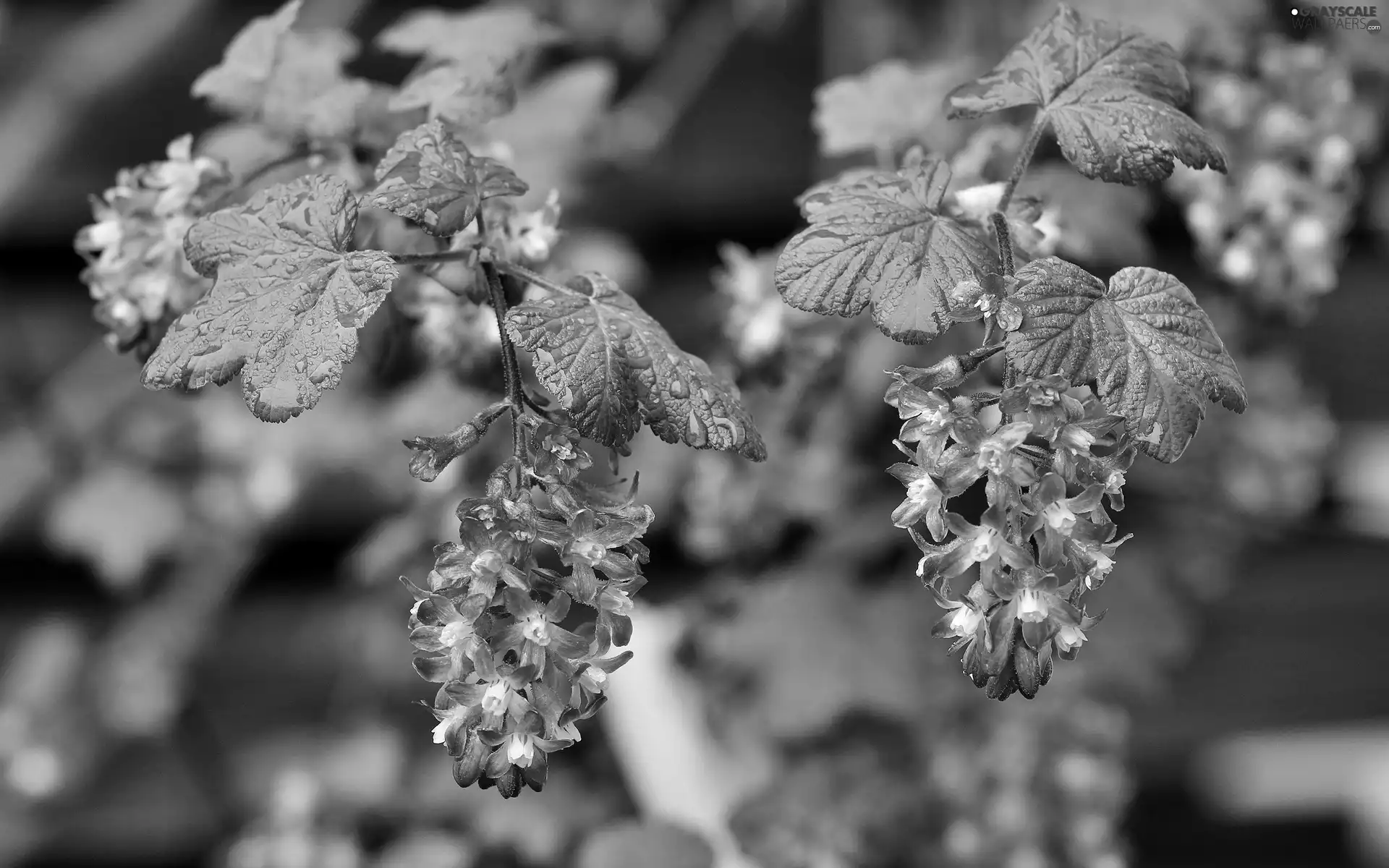 Bloody Currant, Flowers, drops, Pink