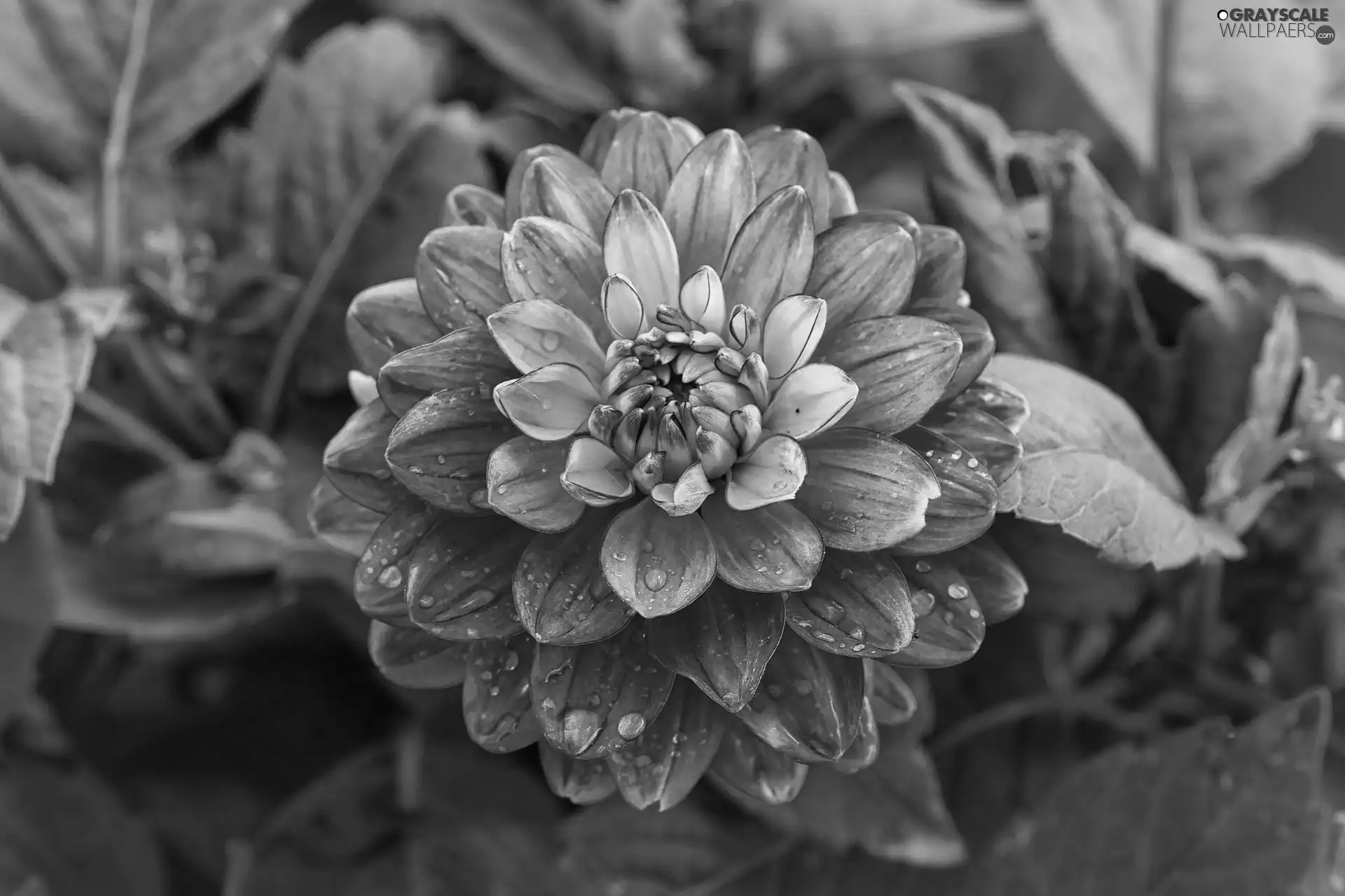 drops, Blooming, Dalia