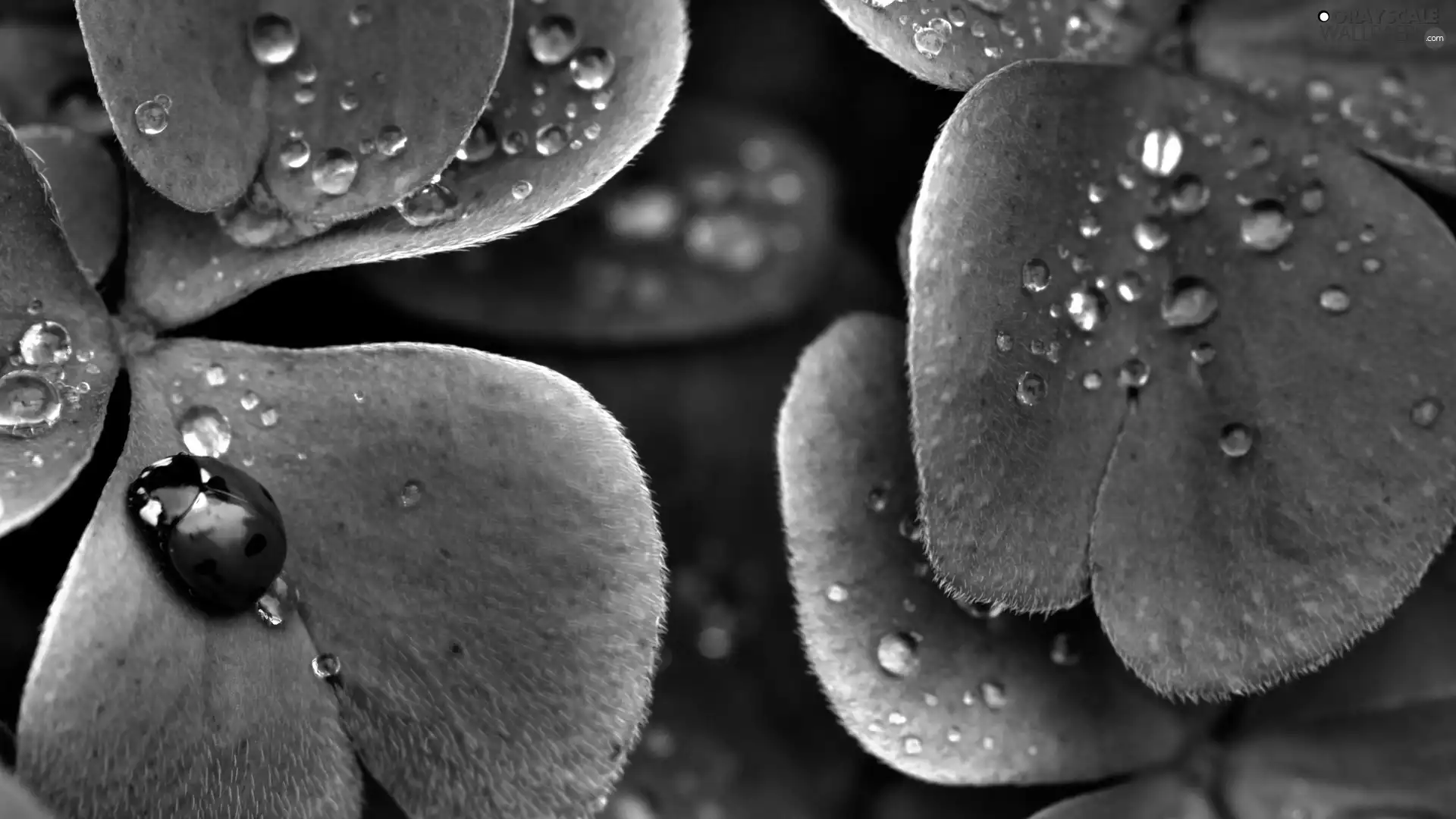 drops, dew, Leaf, green ones, ladybird
