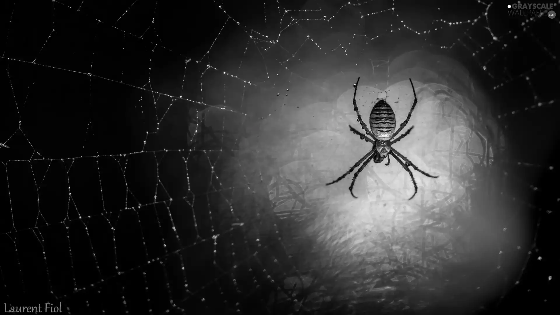 ligh, Web, flash, drops, Spider, sun, luminosity