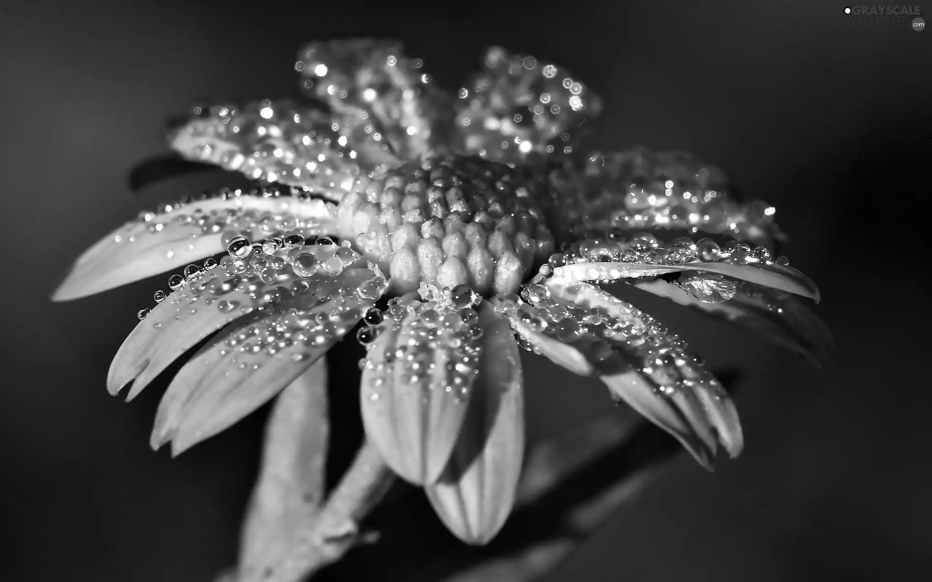 drops, Violet, Flower