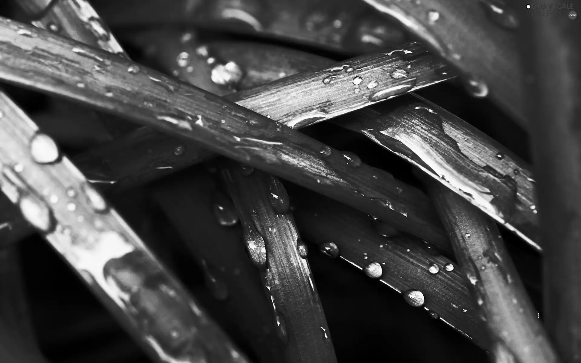 drops, Rosy, Golden automobile, grass, gray