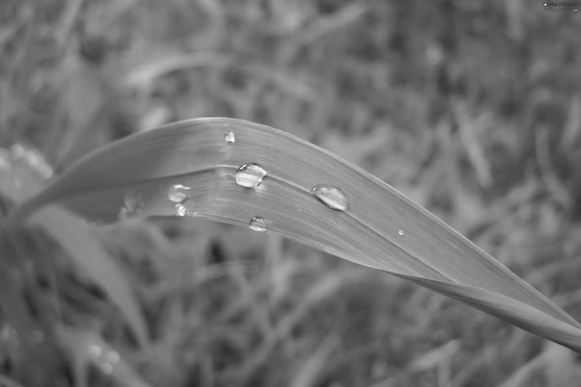 grass, drops