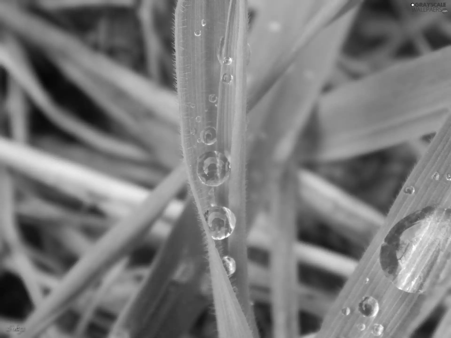 drops, blades, grass