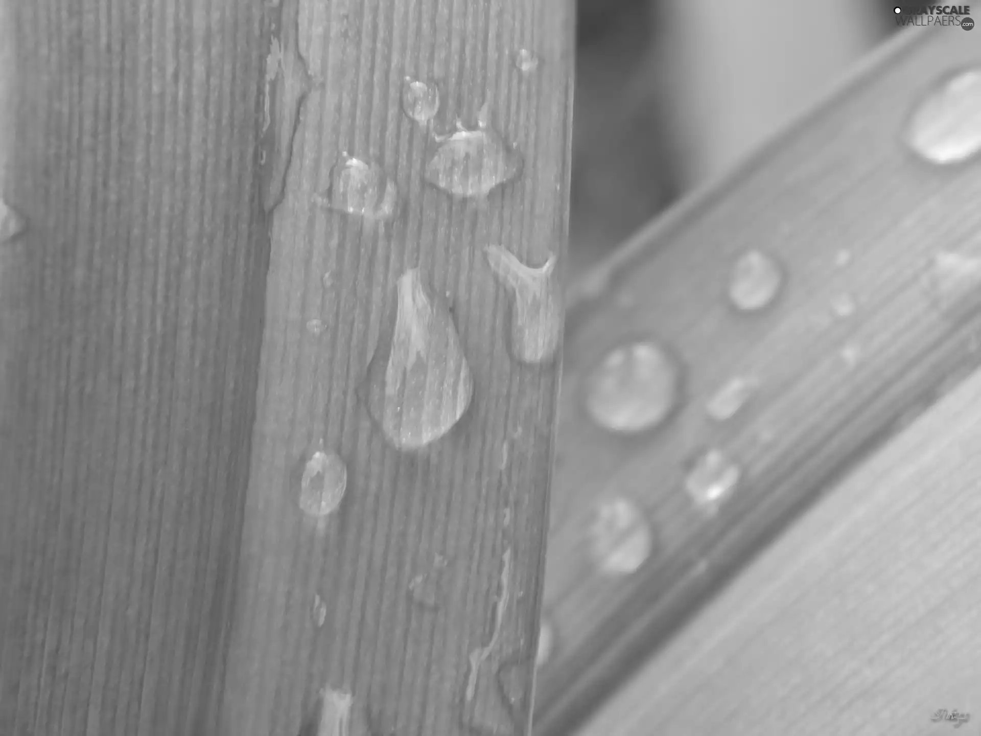 drops, blades, grass