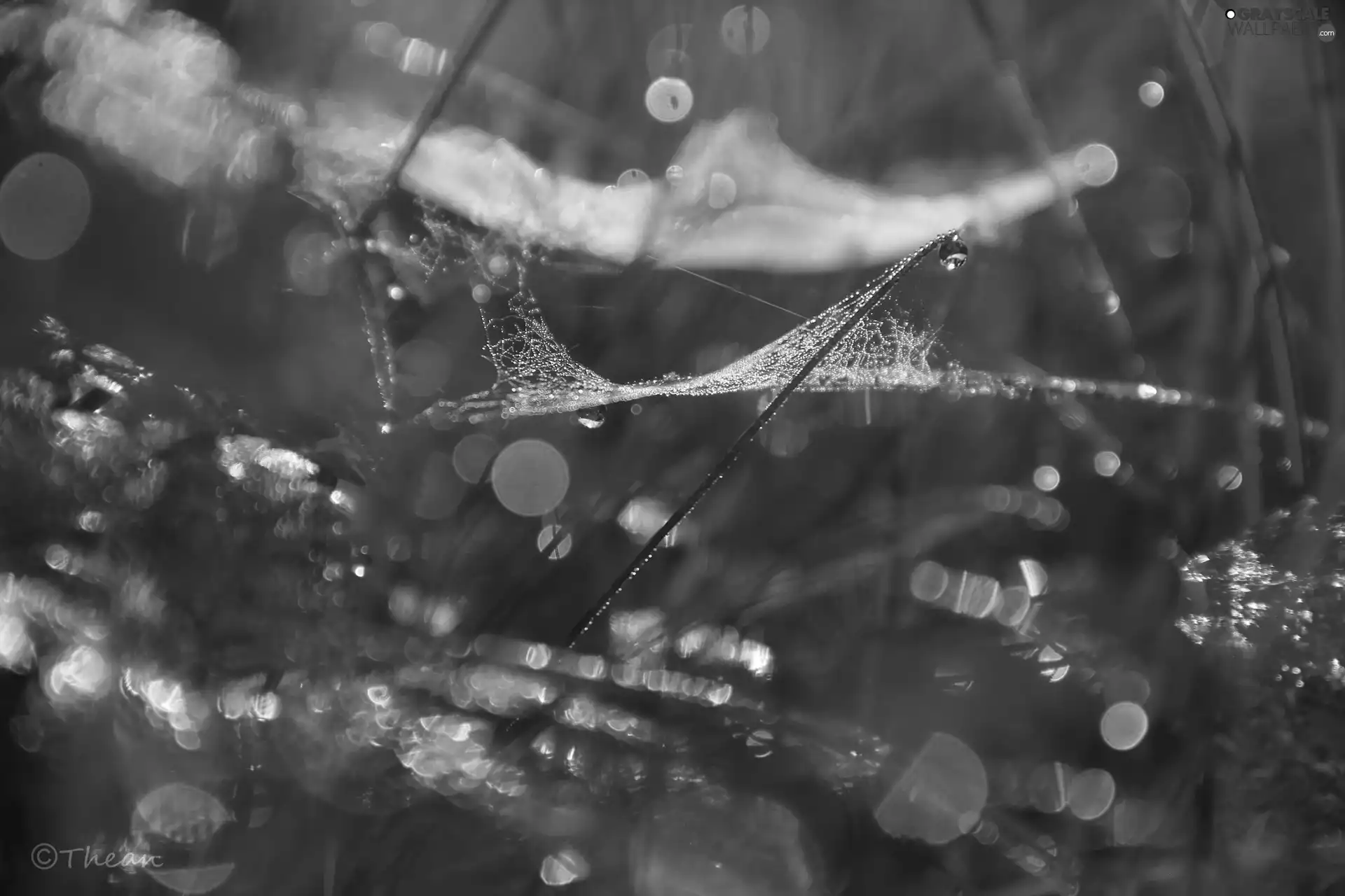 grass, Web, drops, Bokeh