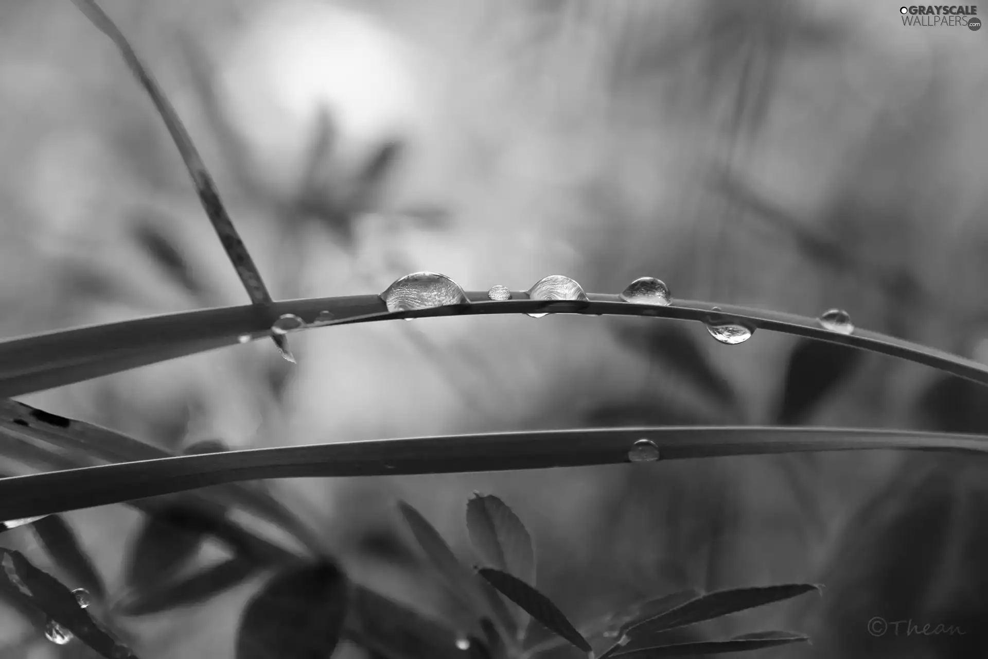 grass, drops