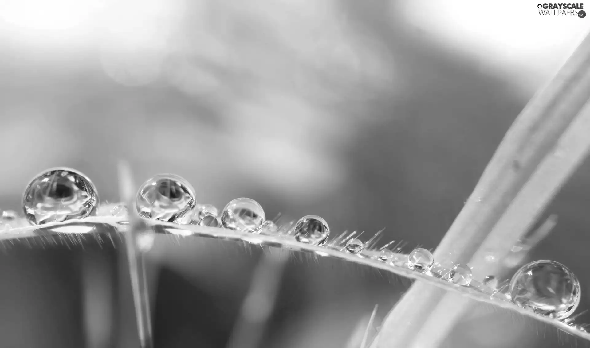 leaf, drops