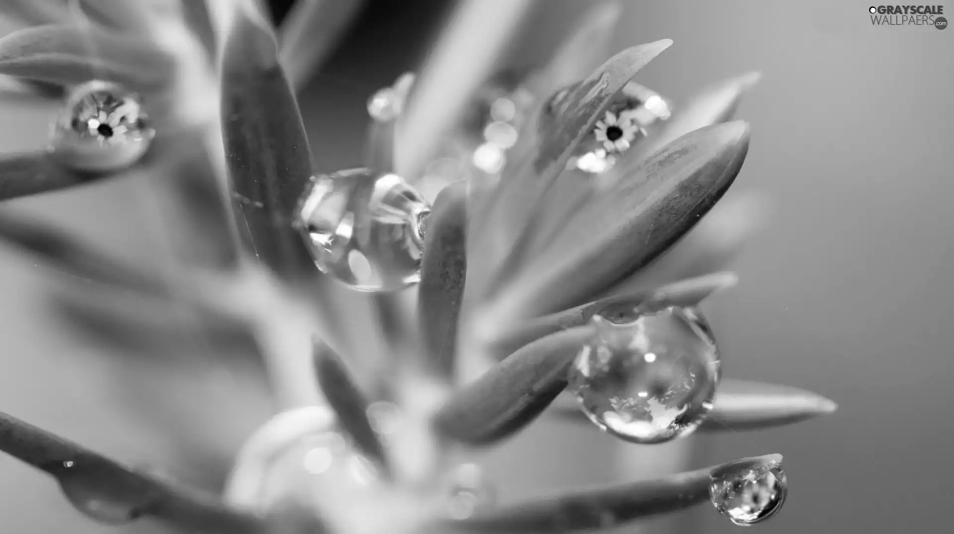 Leaf, drops