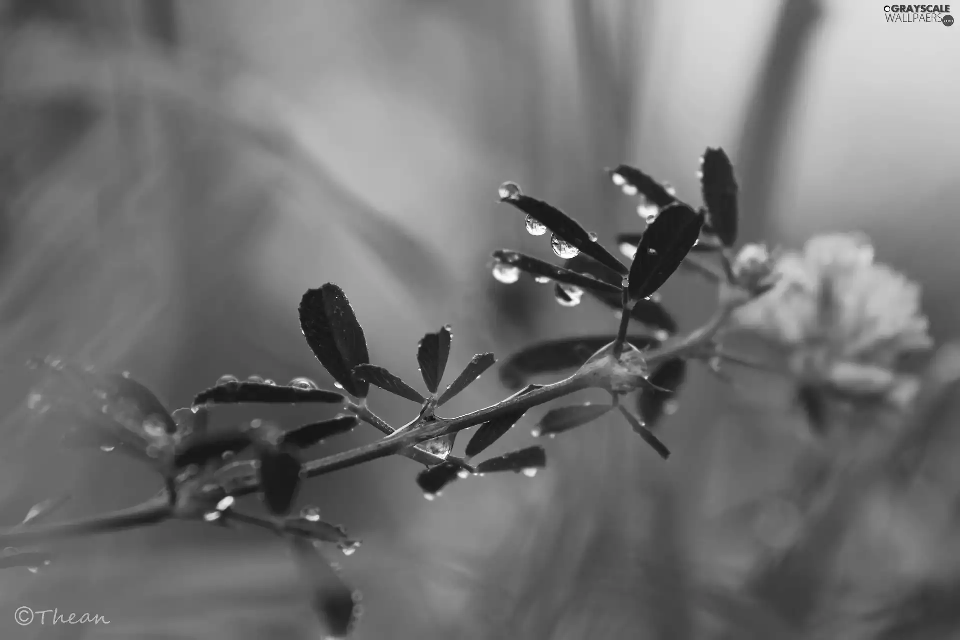 drops, Flower, Leaf