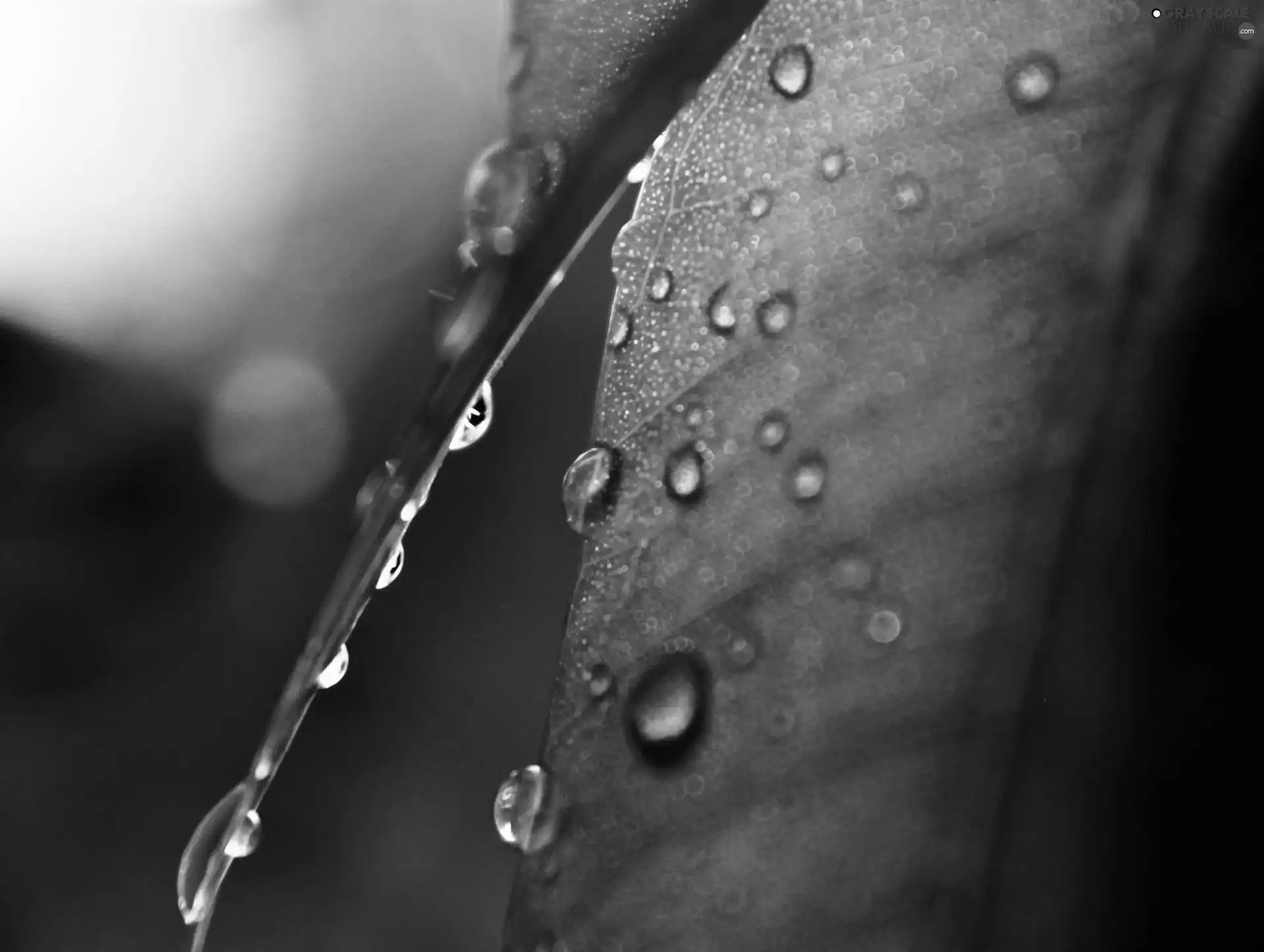 drops, Green, leaf