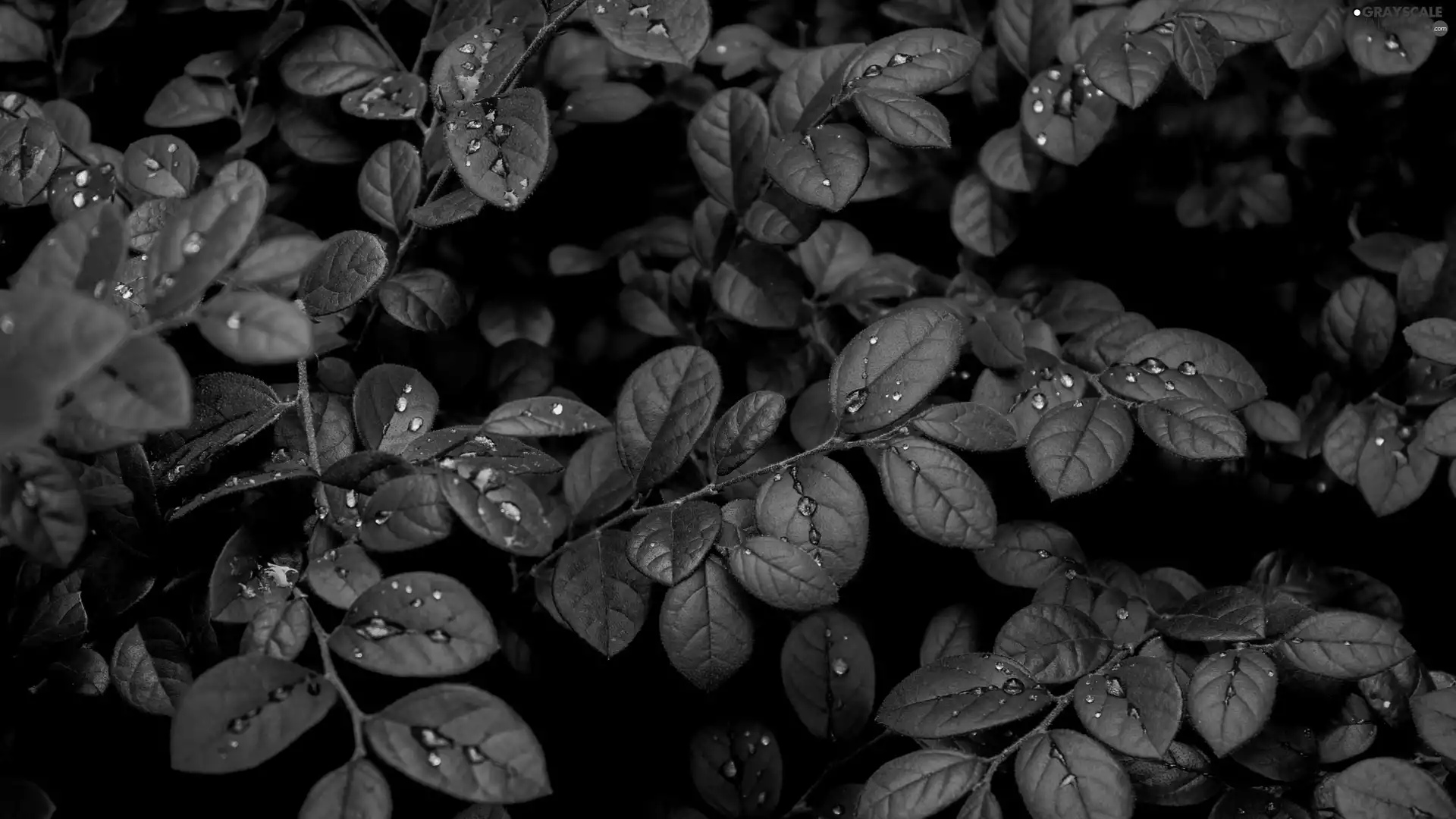 drops, plant, Leaf