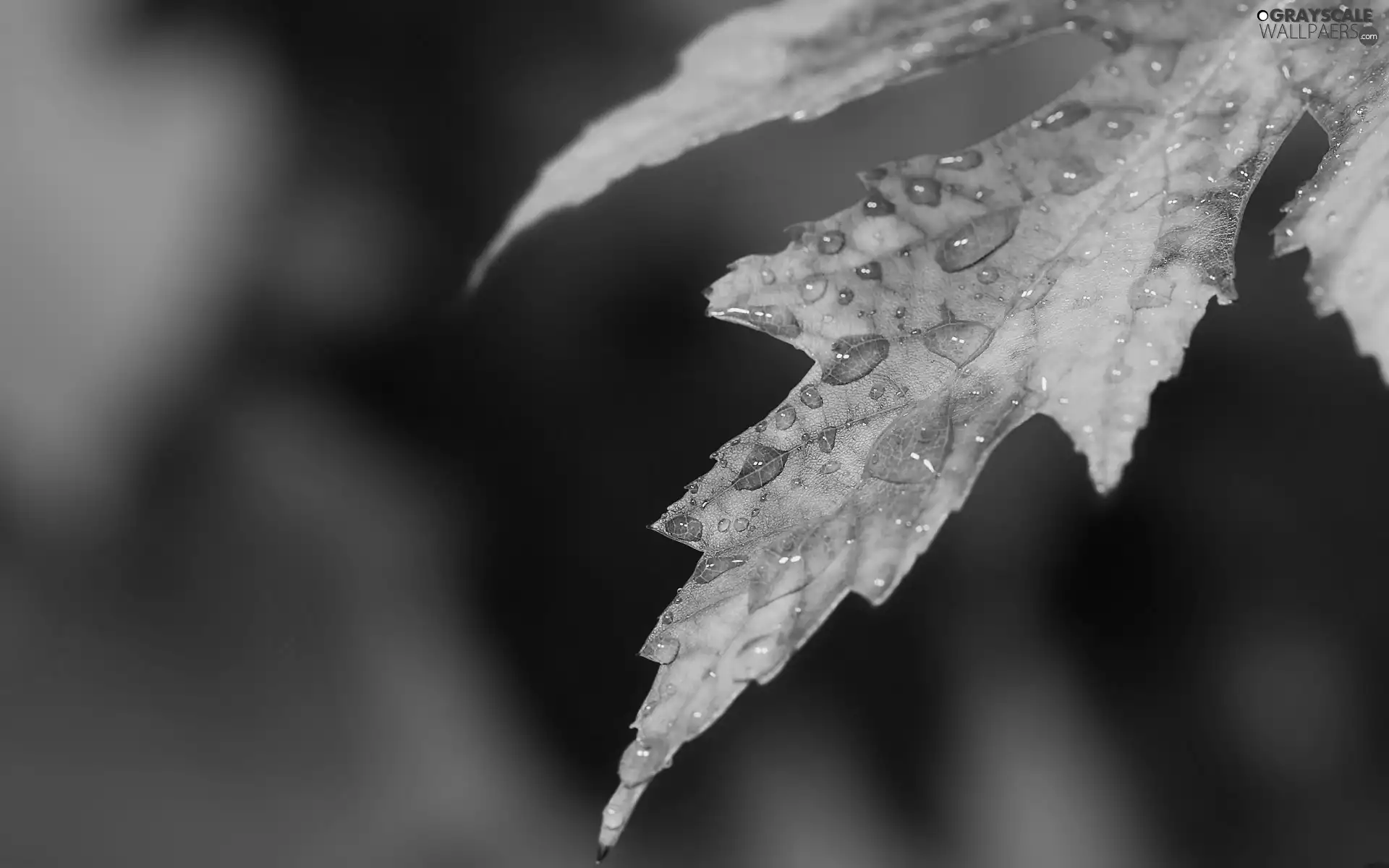 leaf, drops