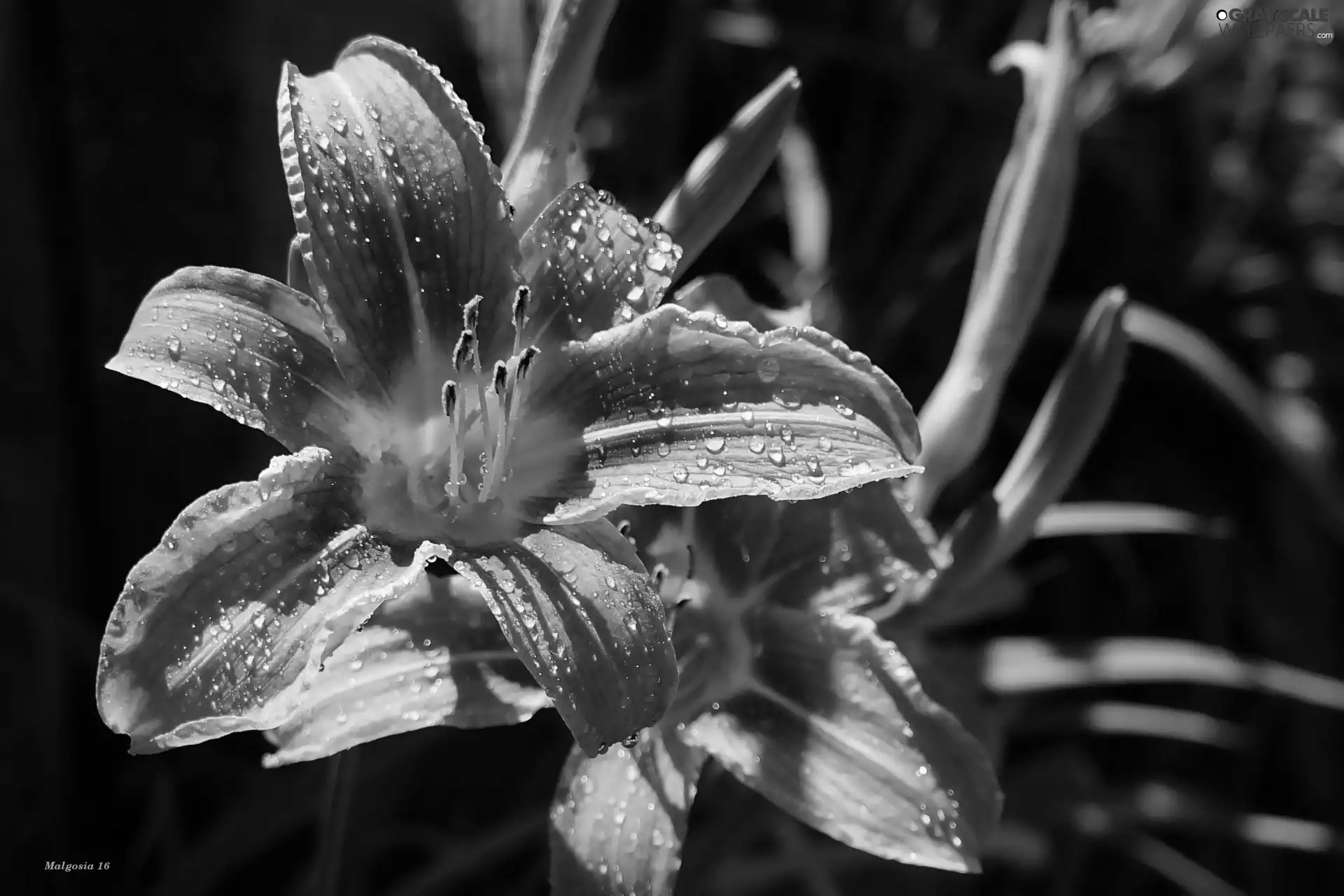 drops, Orange, lily