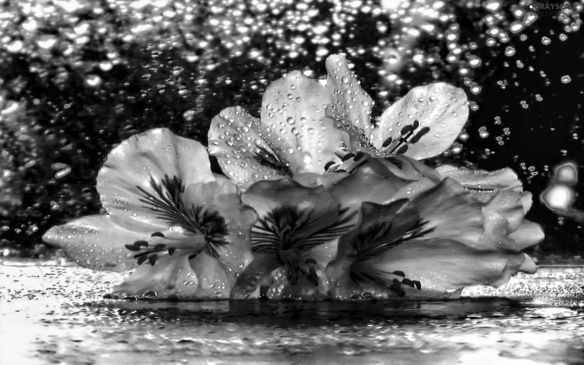 drops, Lily, Rain, water, Flowers