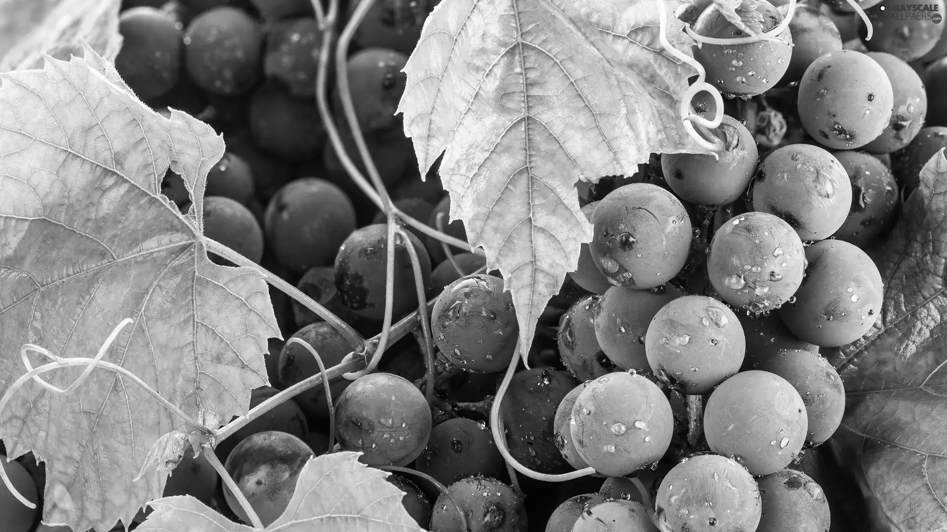Mature, Leaf, drops, Grapes