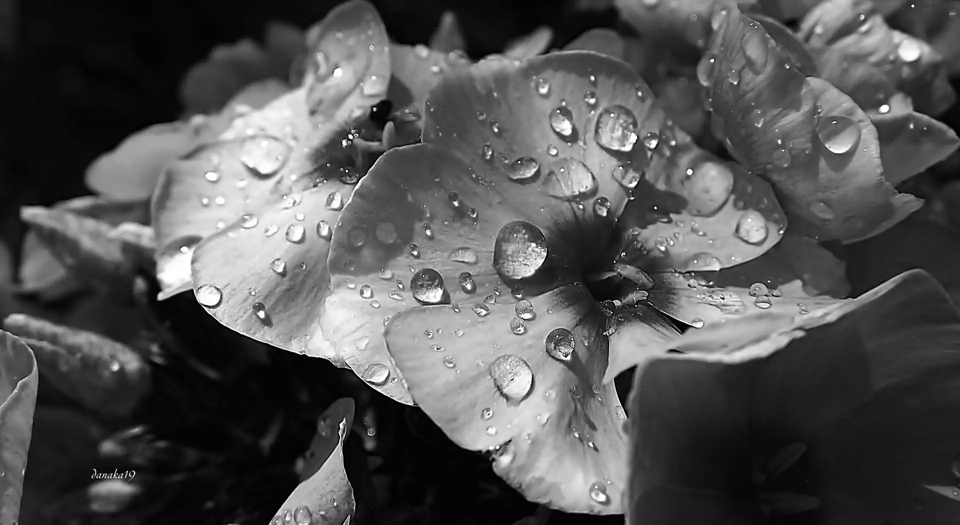 drops, Pink, phlox