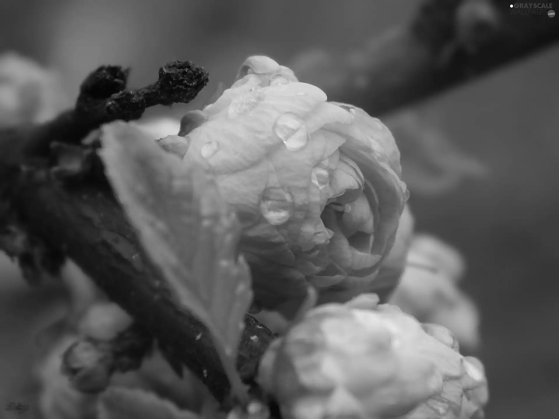 Pink, tonsil, drops, Flowers