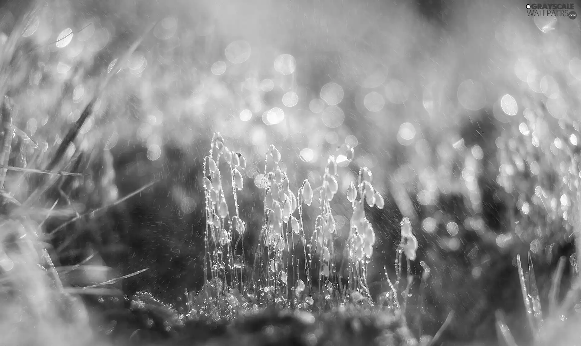 Plants, Bokeh, Close, drops